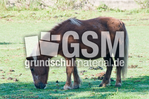 Arbeitspferde (1 von 5).jpg